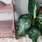 Suítes Flor De Muriqui