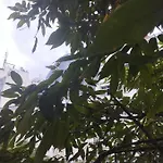 Apartamento No Humaita