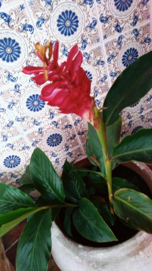 Suítes Flor De Muriqui *