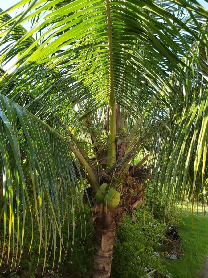 Bosque Dos Dresen Alojamento de Acomodação e Pequeno-almoço *