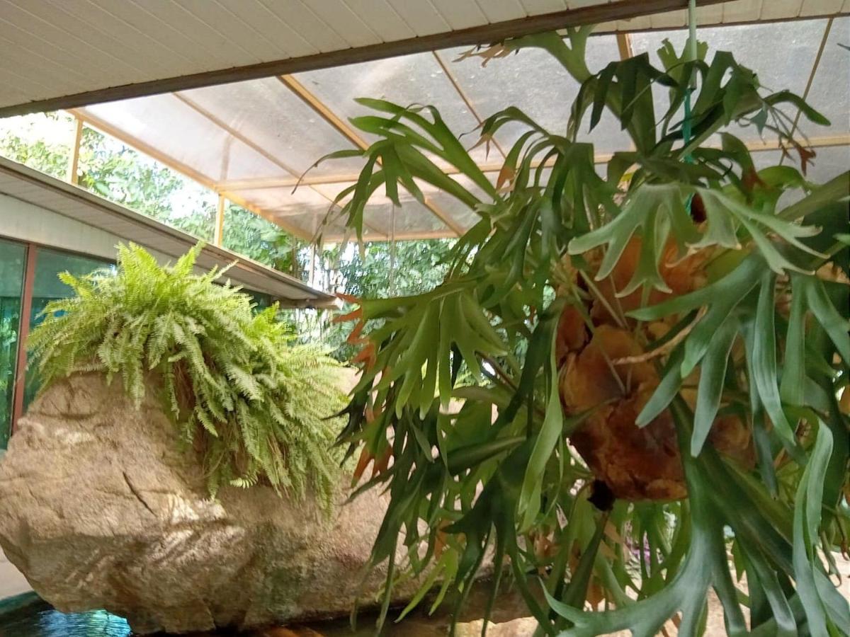 Charmosa Com Piscina Natural Rio de Janeiro