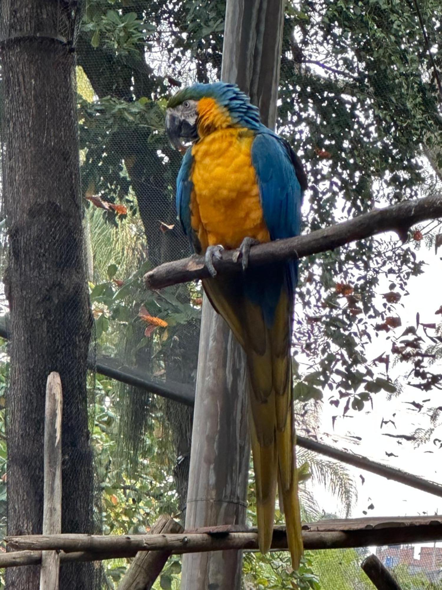 O Queridinho * Rio de Janeiro