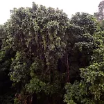 Sossego Em Copacabana - Vista Arborizada - Br1009 Z4