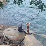 Casa A Beira Mar Em Junqueira - Mangaratiba Rj