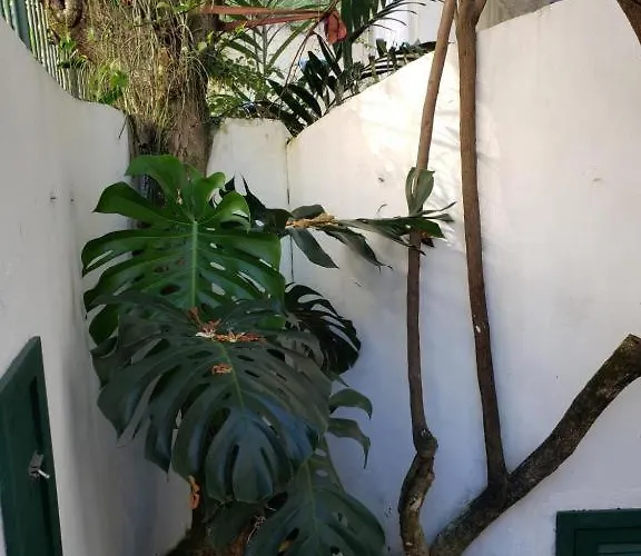 Cantinho Em Santa Teresa Com Bichinhos De Estimacao