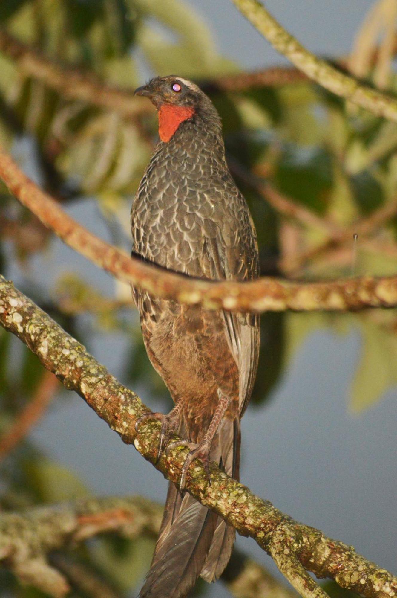 Cozy Tiny In Joatinga Rio de Janeiro