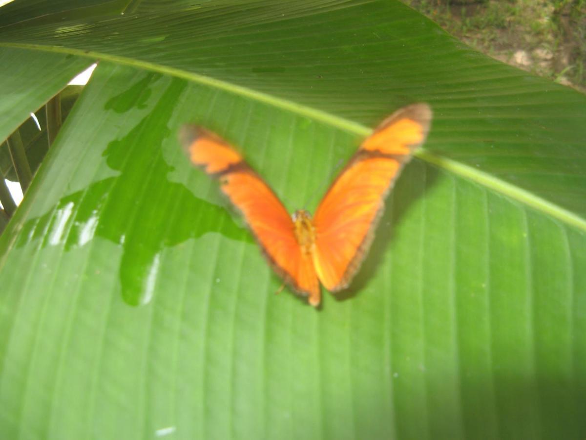 Rio Natureza 109 Rio de Janeiro