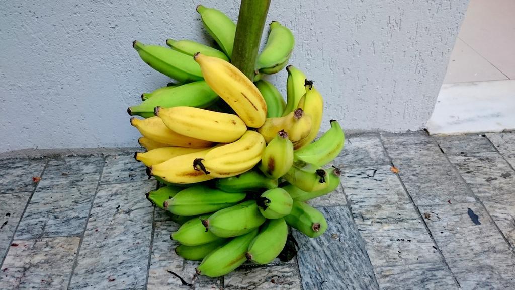 Alojamento de Acomodação e Pequeno-almoço Gávea