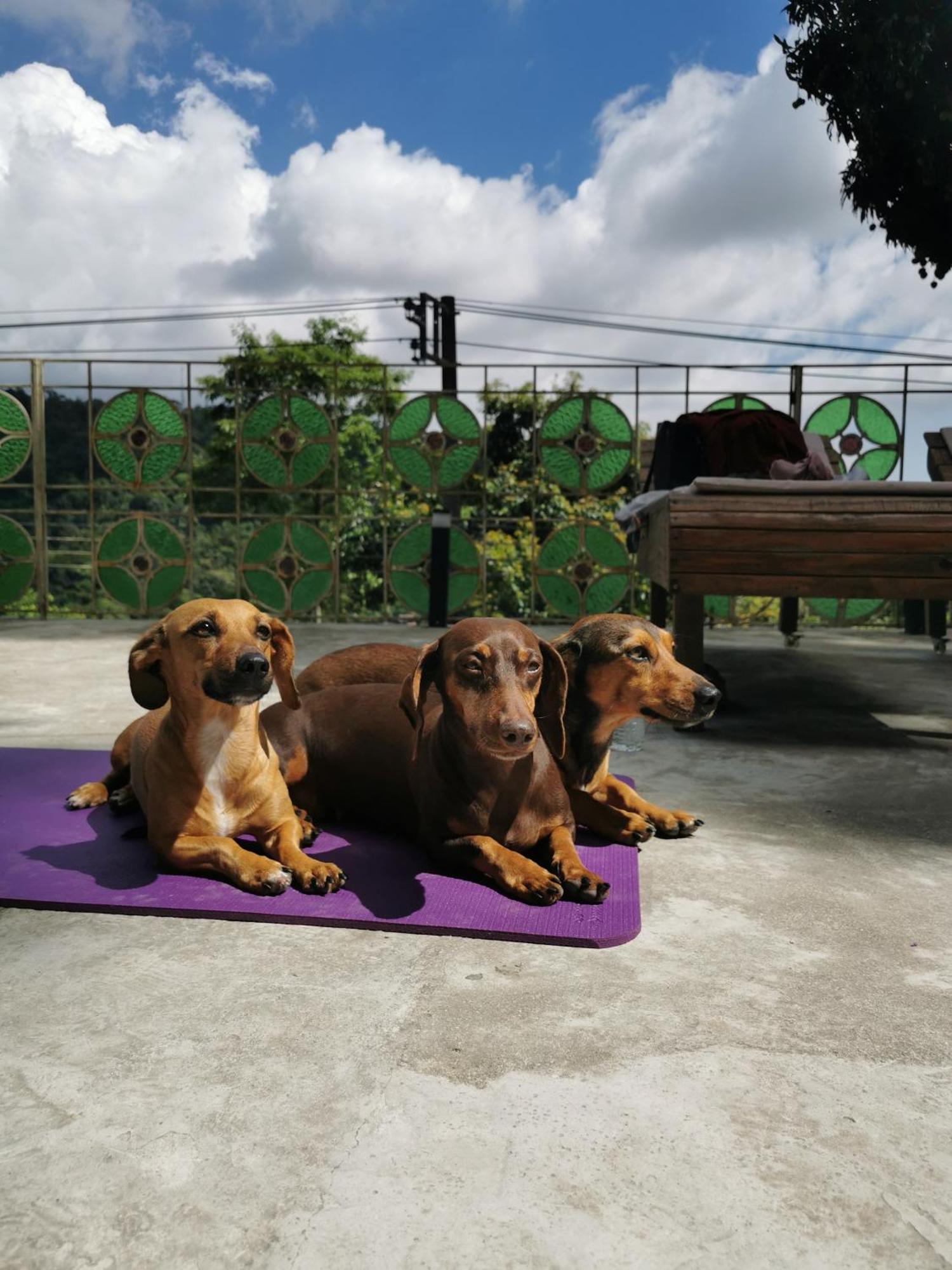 Apartment Soul Rebel Rio - Vegan Retreat Rio de Janeiro