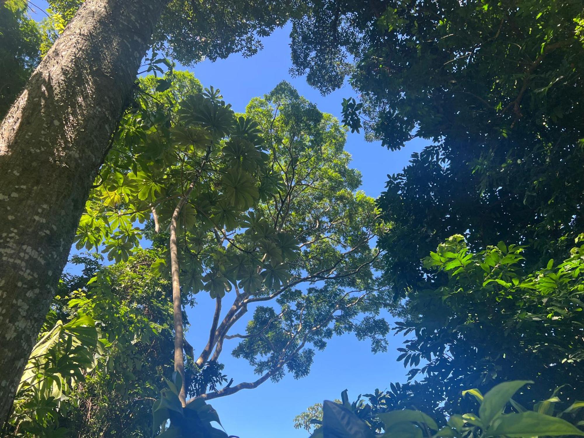 Casa de férias Amazing Forest House In The City! Private Guest - Double