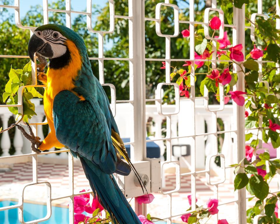 Bed & Breakfast Prestige Property - Da Costa 4*