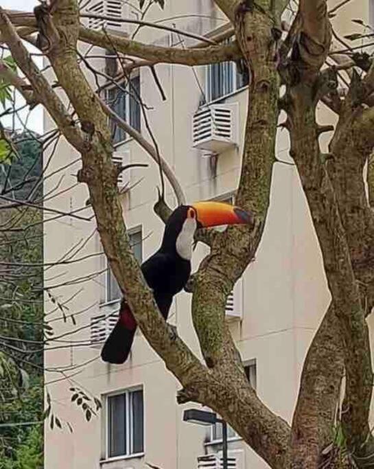 Aconchego Carioca. Seu Lar Longe De Casa