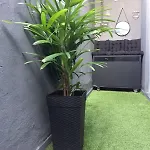 Black House