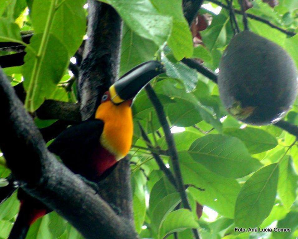 Rio Nature Hostel * Rio de Janeiro