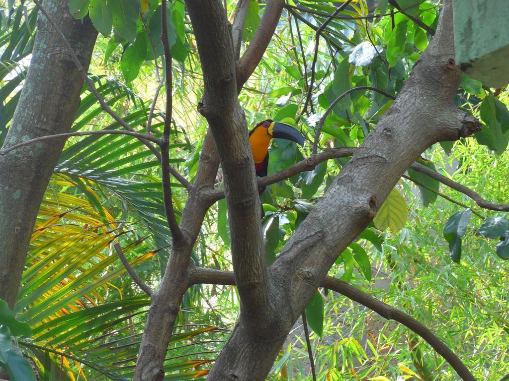 Rio Nature Hostel Albergue Rio de Janeiro