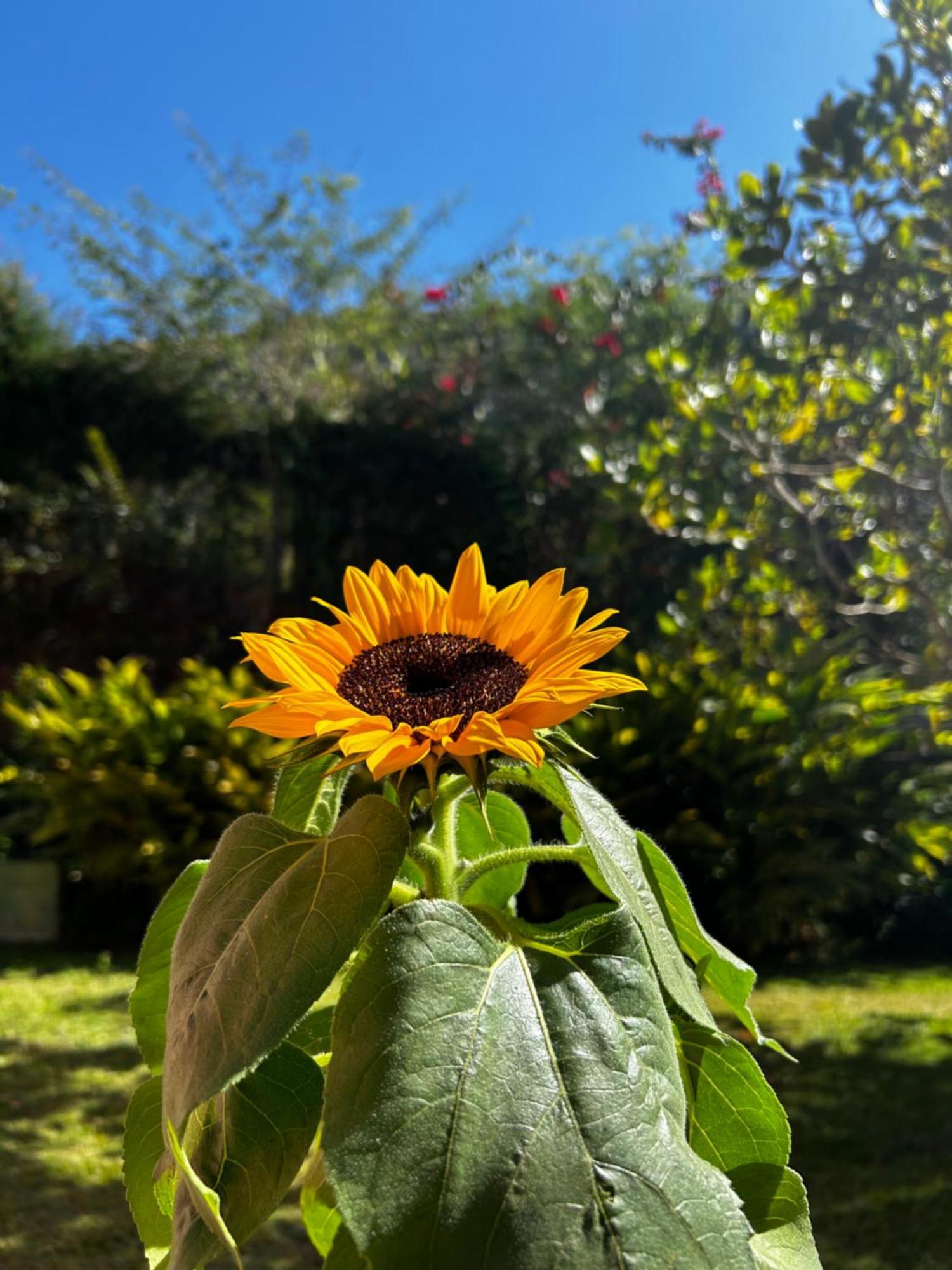 Recanto Dos Vianas Acomodação com café da manhã 