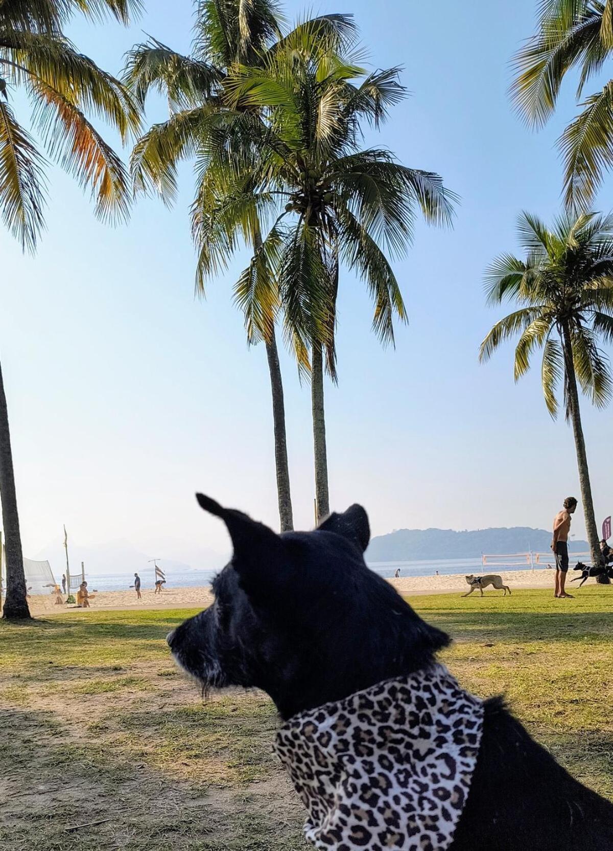 Com Vista Incrivel No Flamengo *